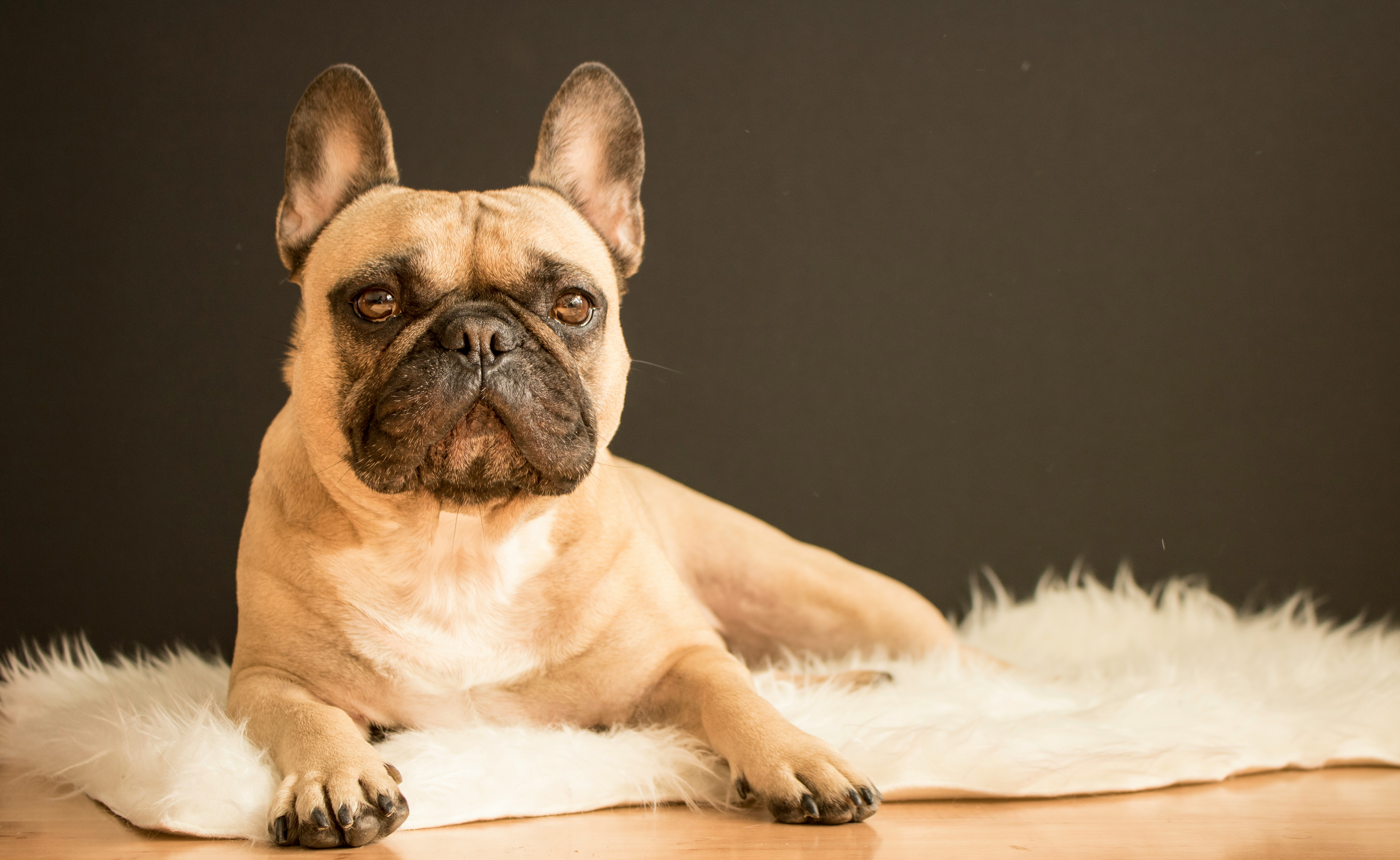 Le Monde Affectueux des Bouledogues Français