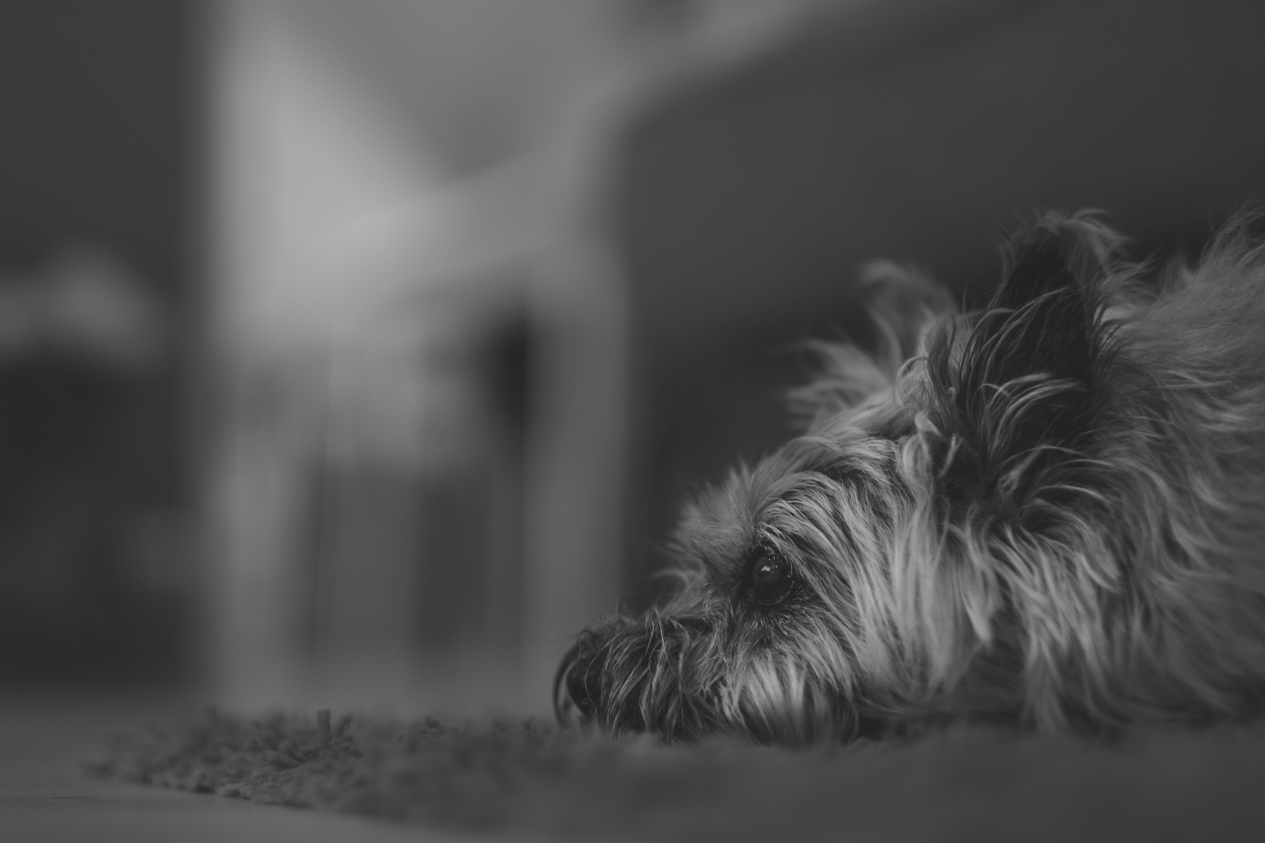 Découvrez le Charme des Cairn Terriers