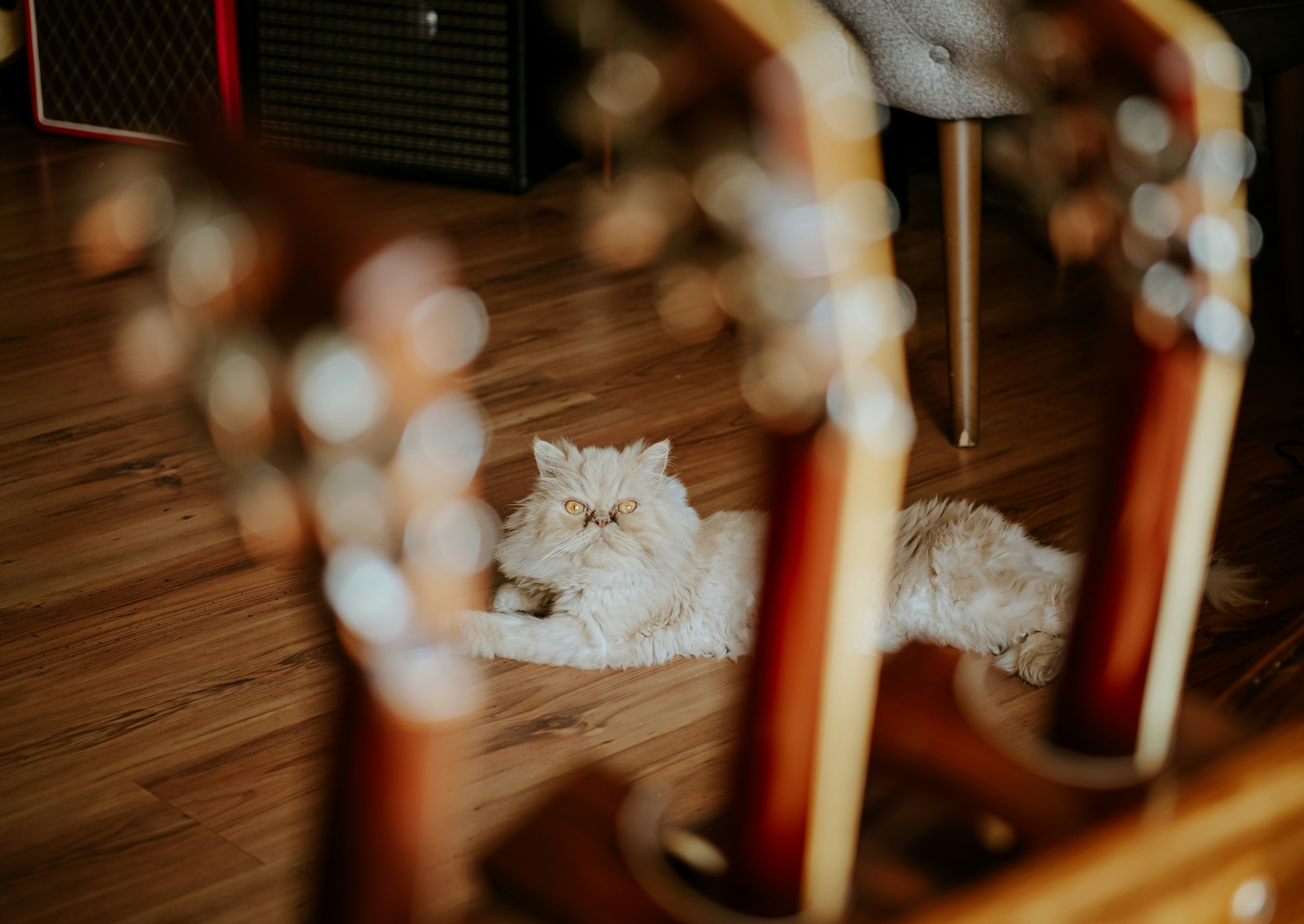 Quel est l’effet de la musique sur les chats ?