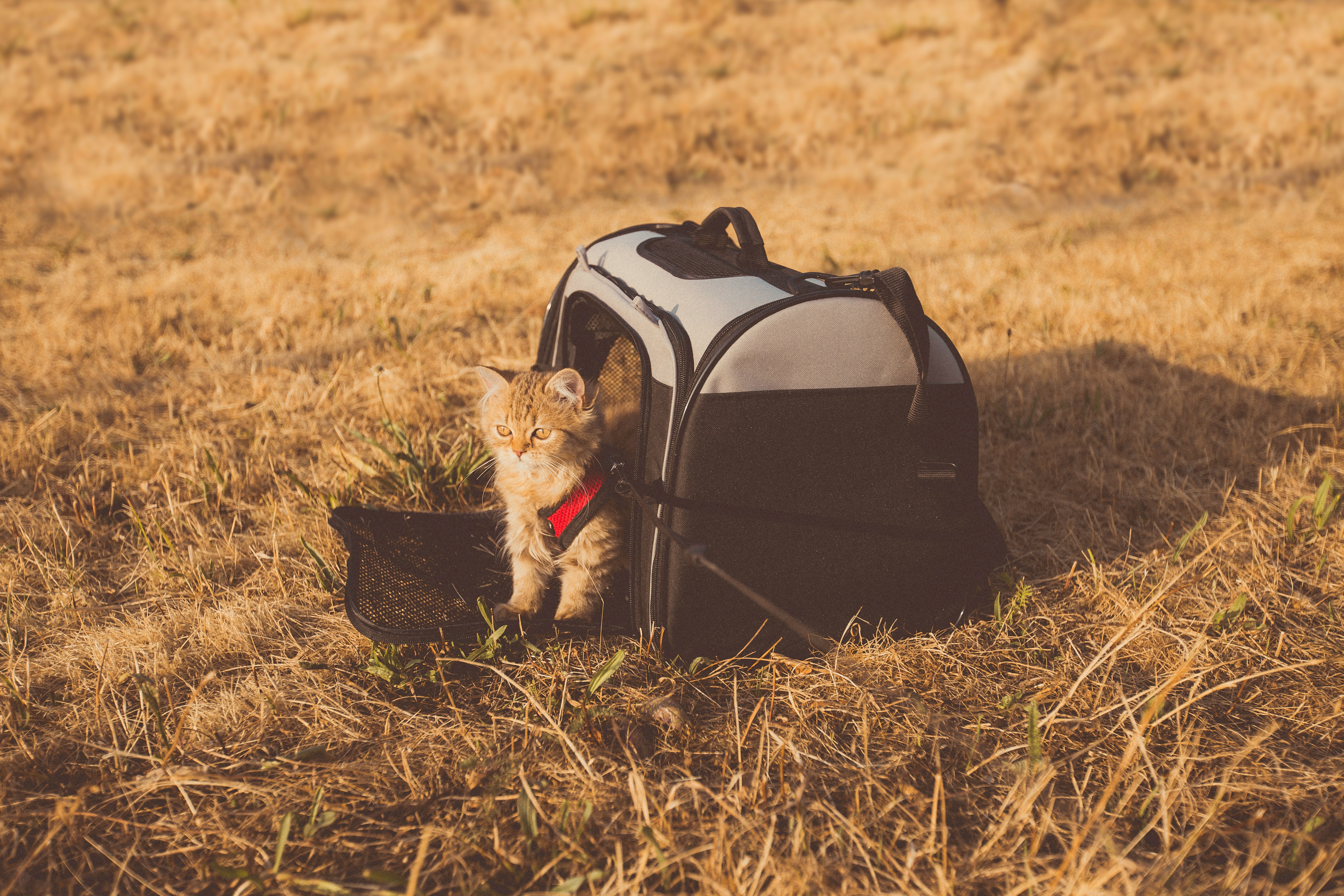 Voyager Avec Votre Chat : Conseils Pour Un Voyage Aventureux