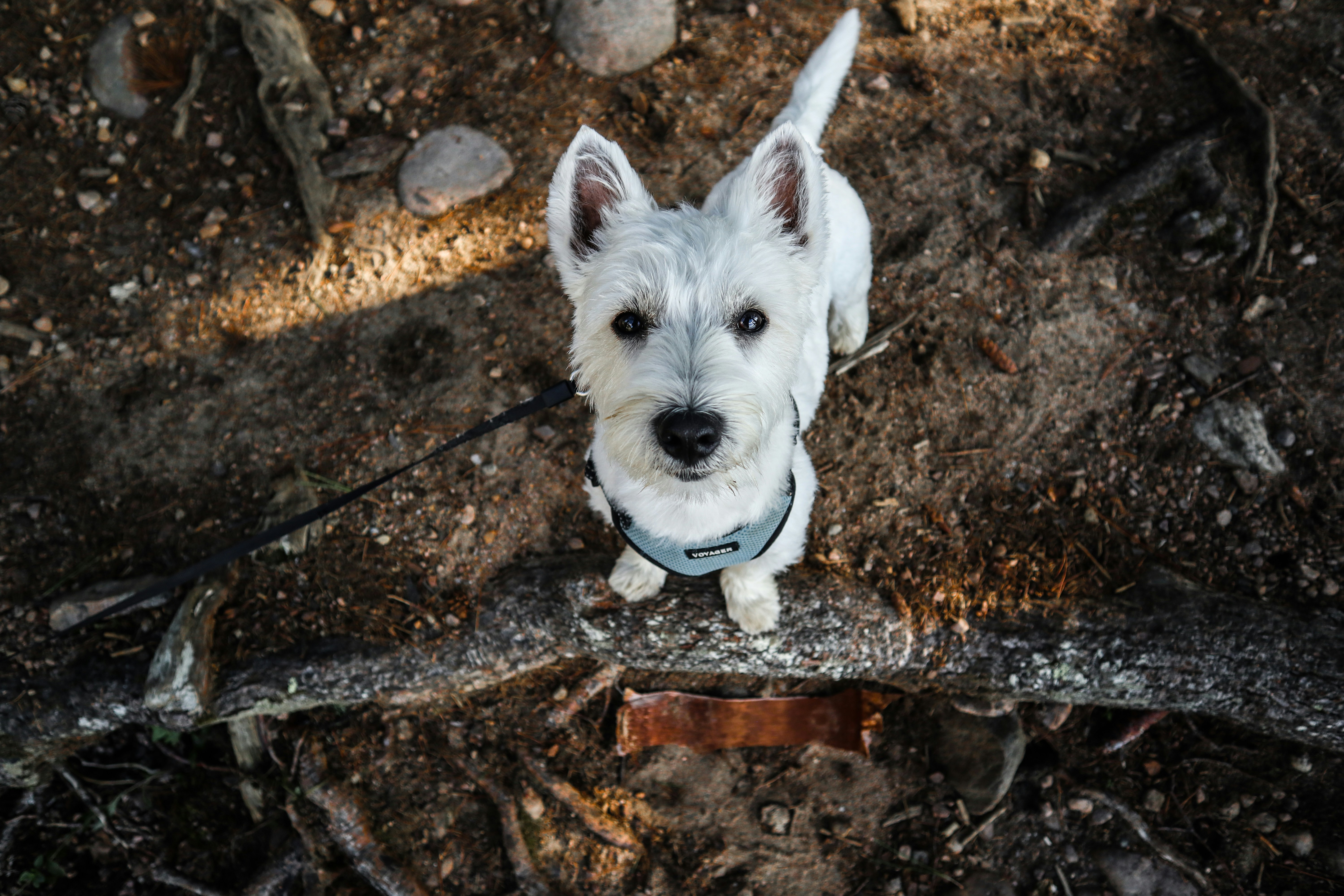 West Highland White Terrier (Westie) : Le Petit Chien au Grand Caractère