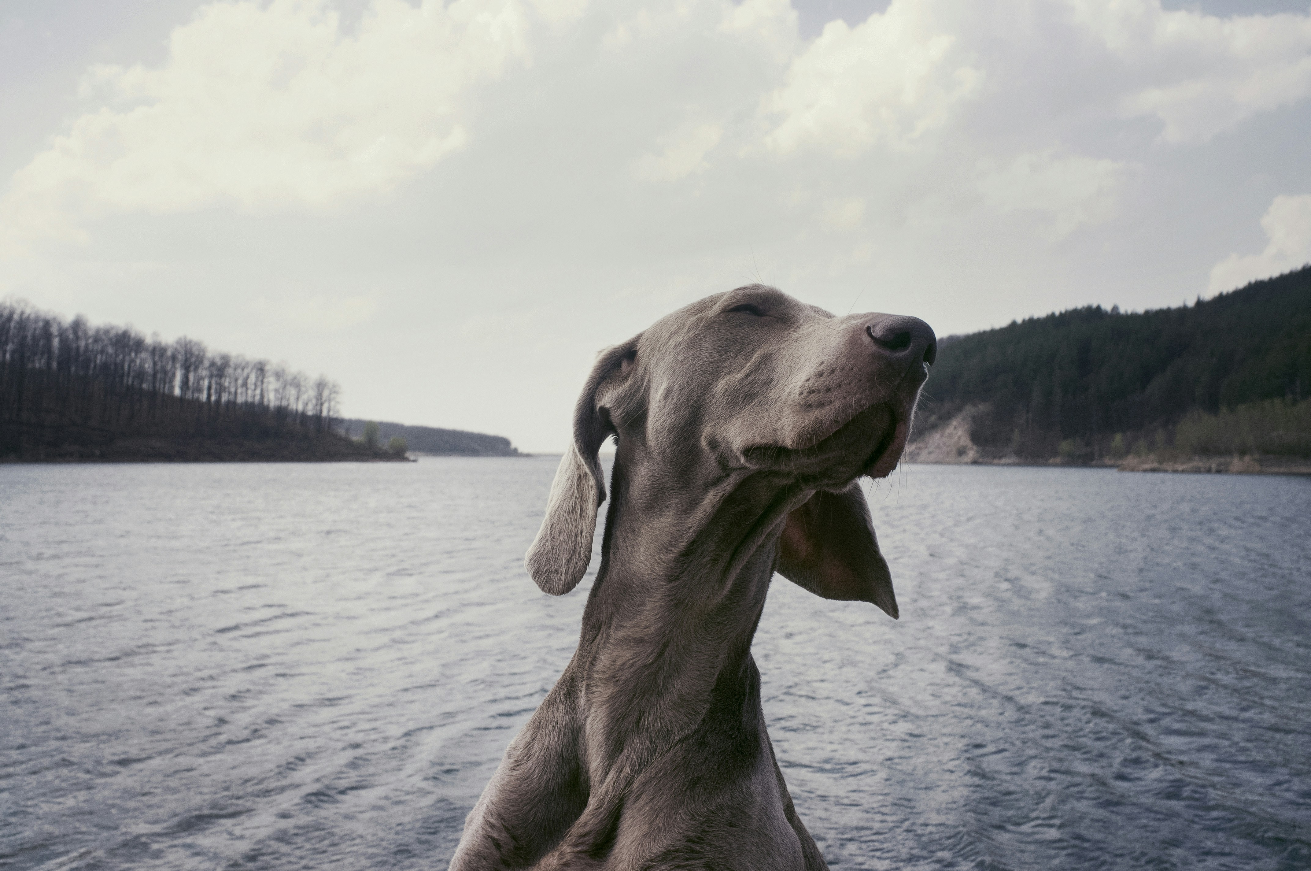 Weimaraner : Le Chien de Chasse Noble et Énergique