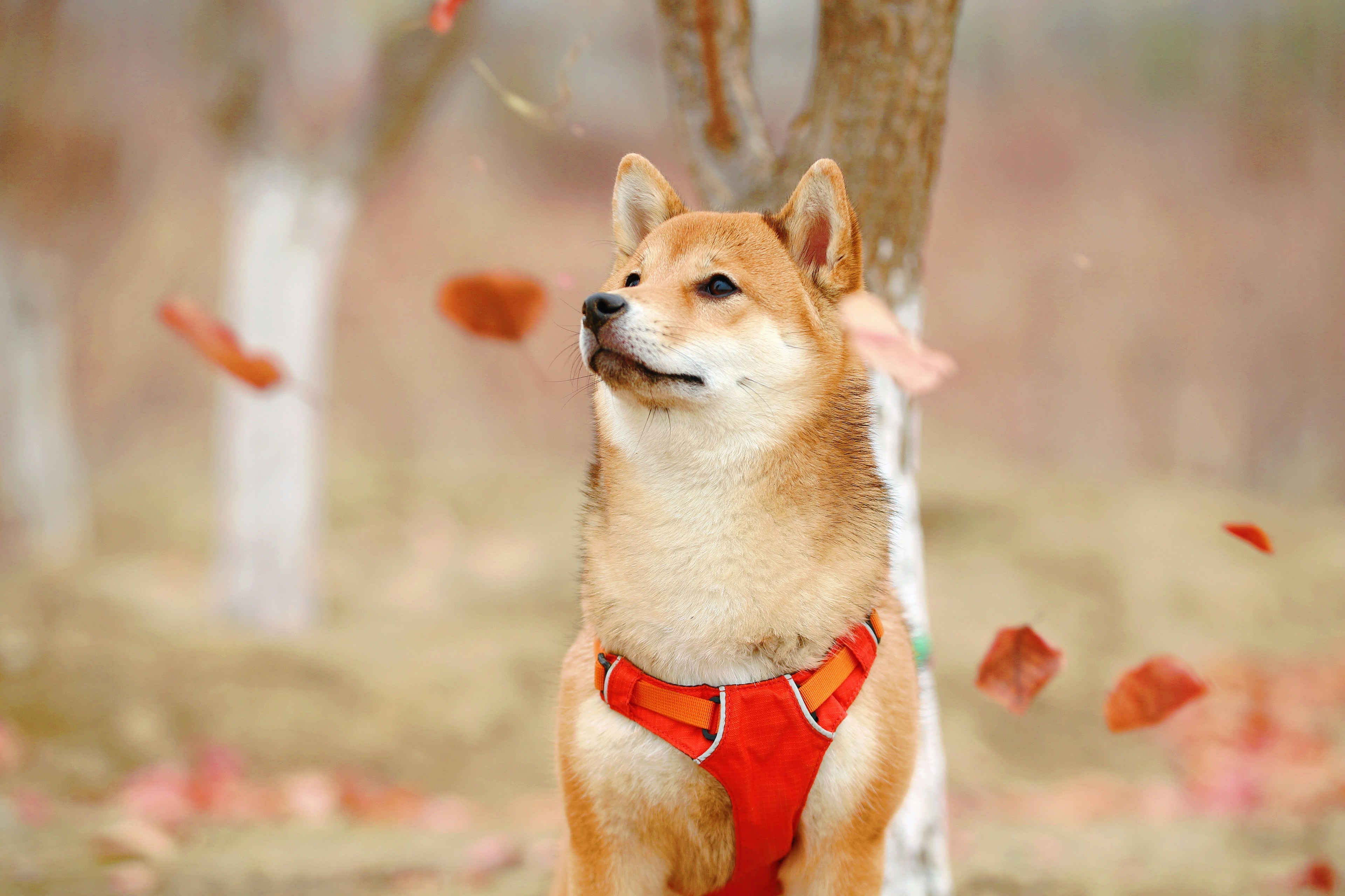 Shiba Inu : Le Petit Chien au Grand Caractère