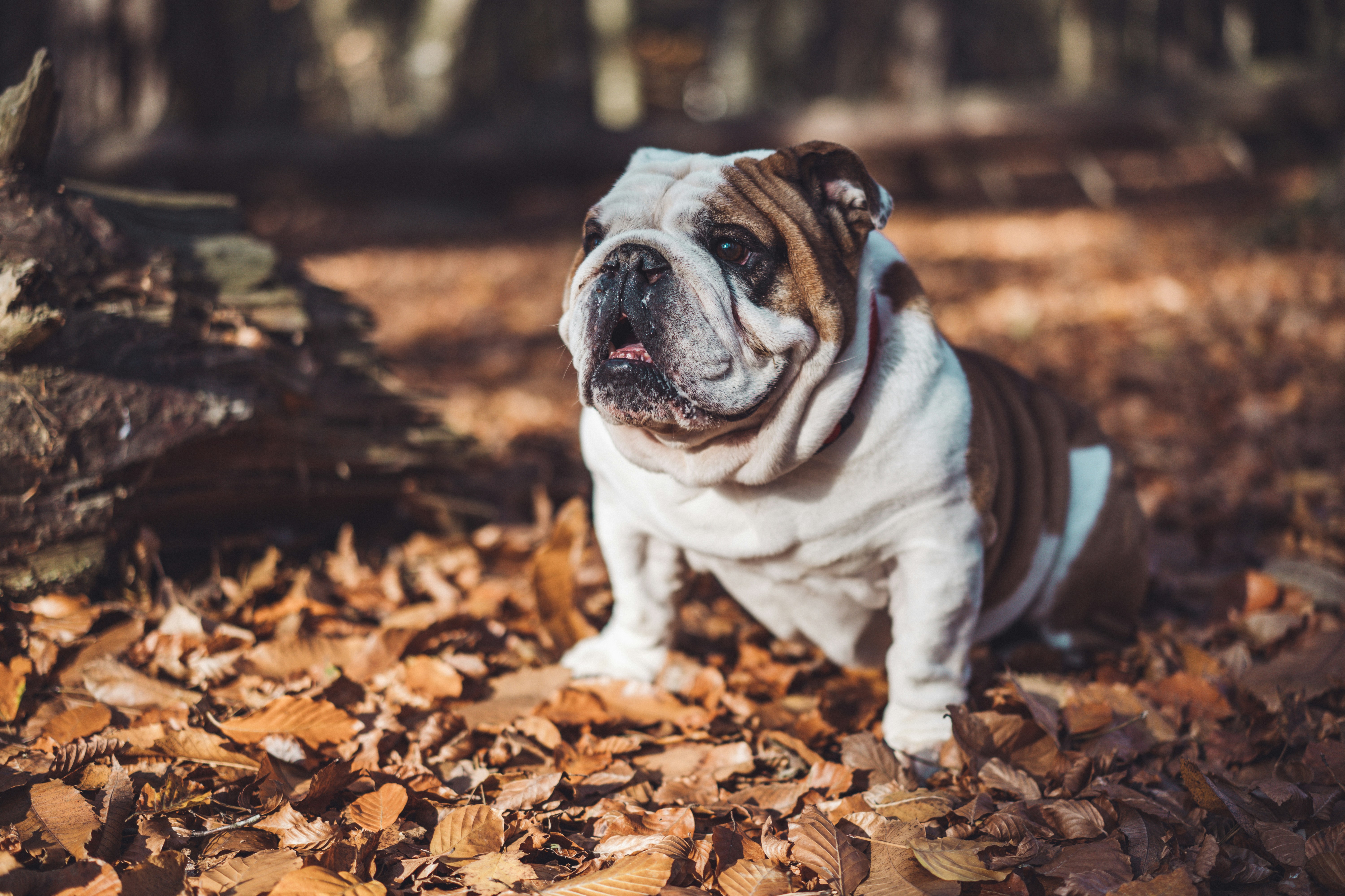 Bouledogues Anglais : Compagnons Charmants au Look Robuste