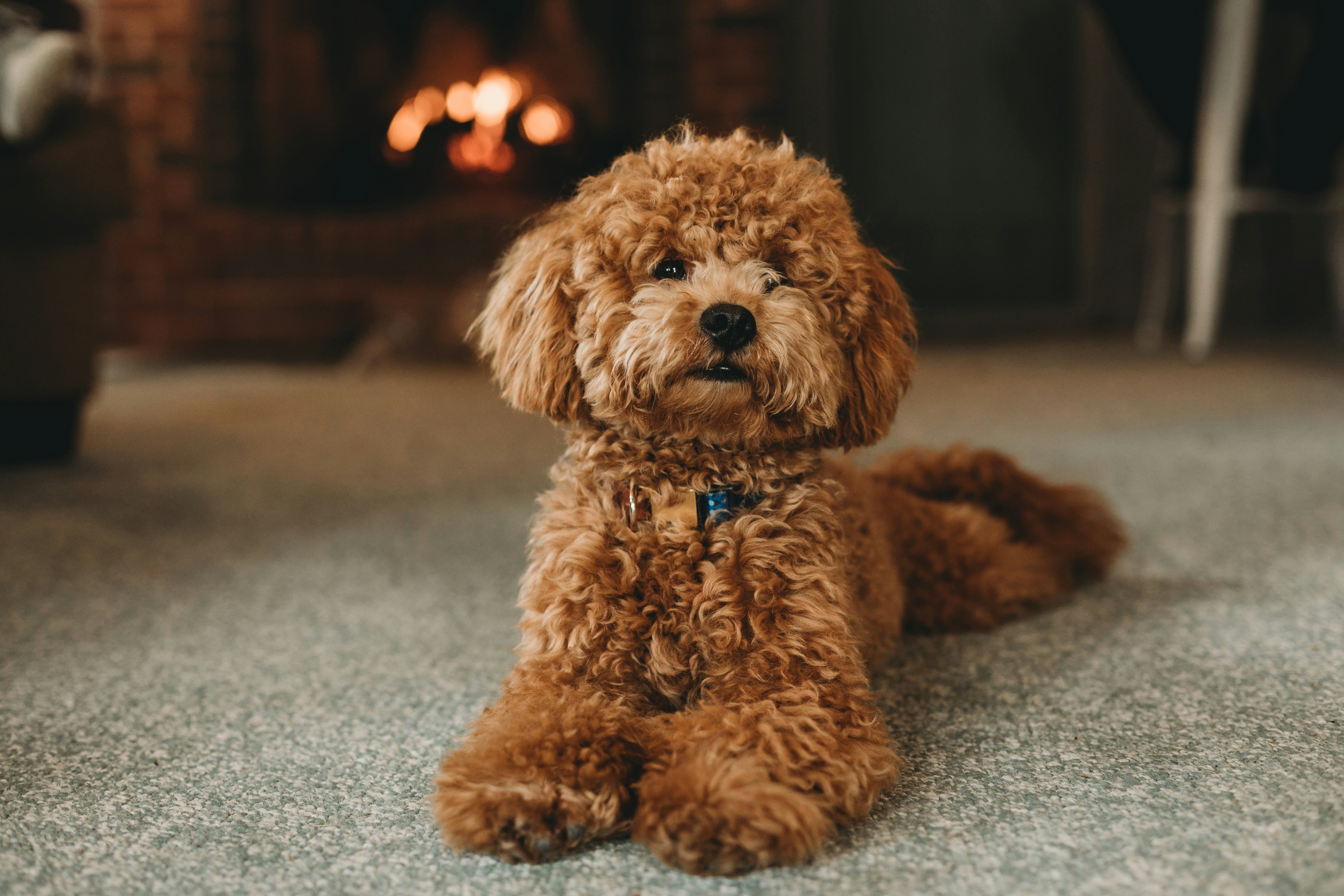 Caniche : Le Compagnon Intelligent et Élégant