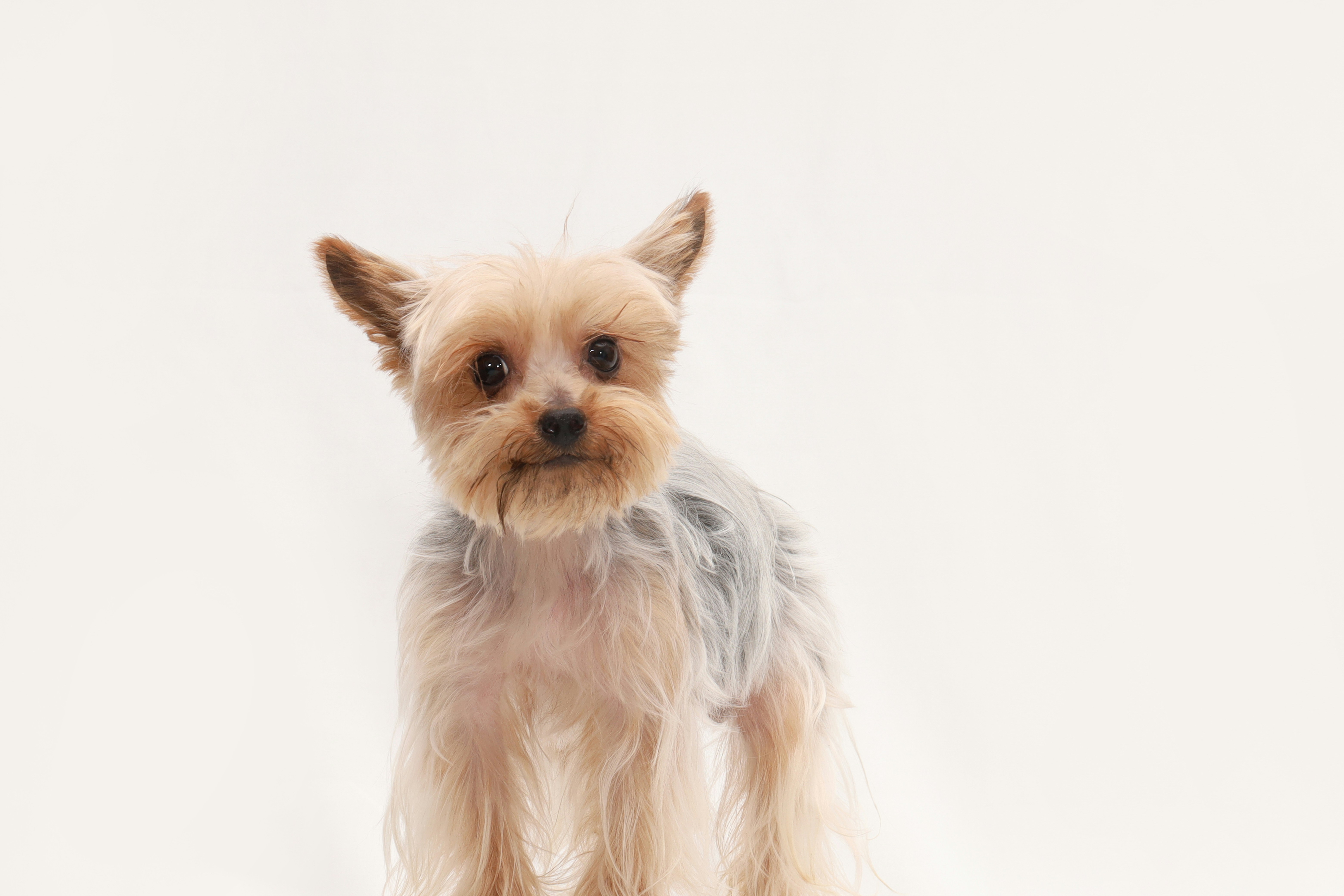 Le charme et la personnalité du Yorkshire Terrier