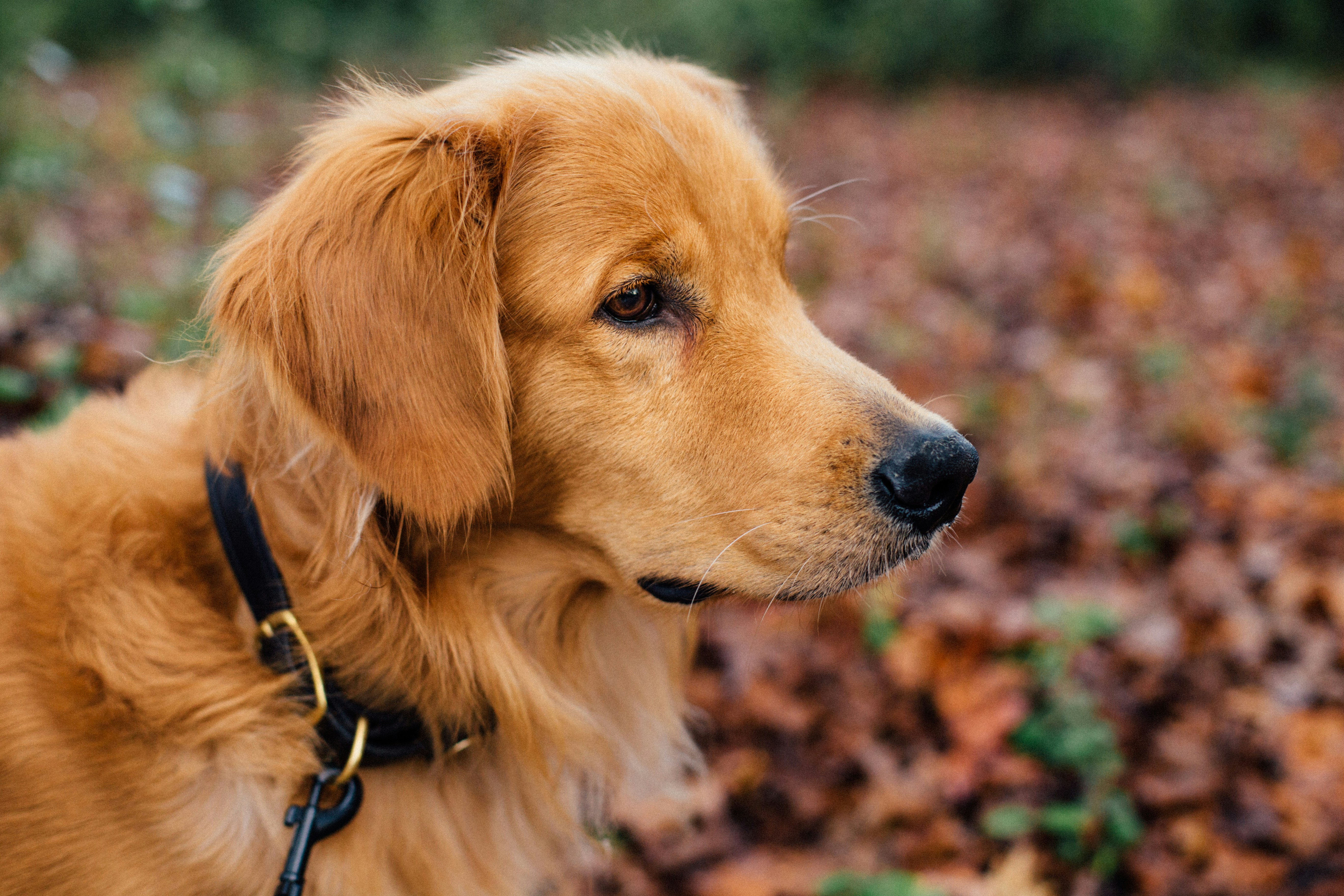 Conseils de Sécurité Automnale pour les Propriétaires de Chiens : Naviguer les Dangers Saisonniers