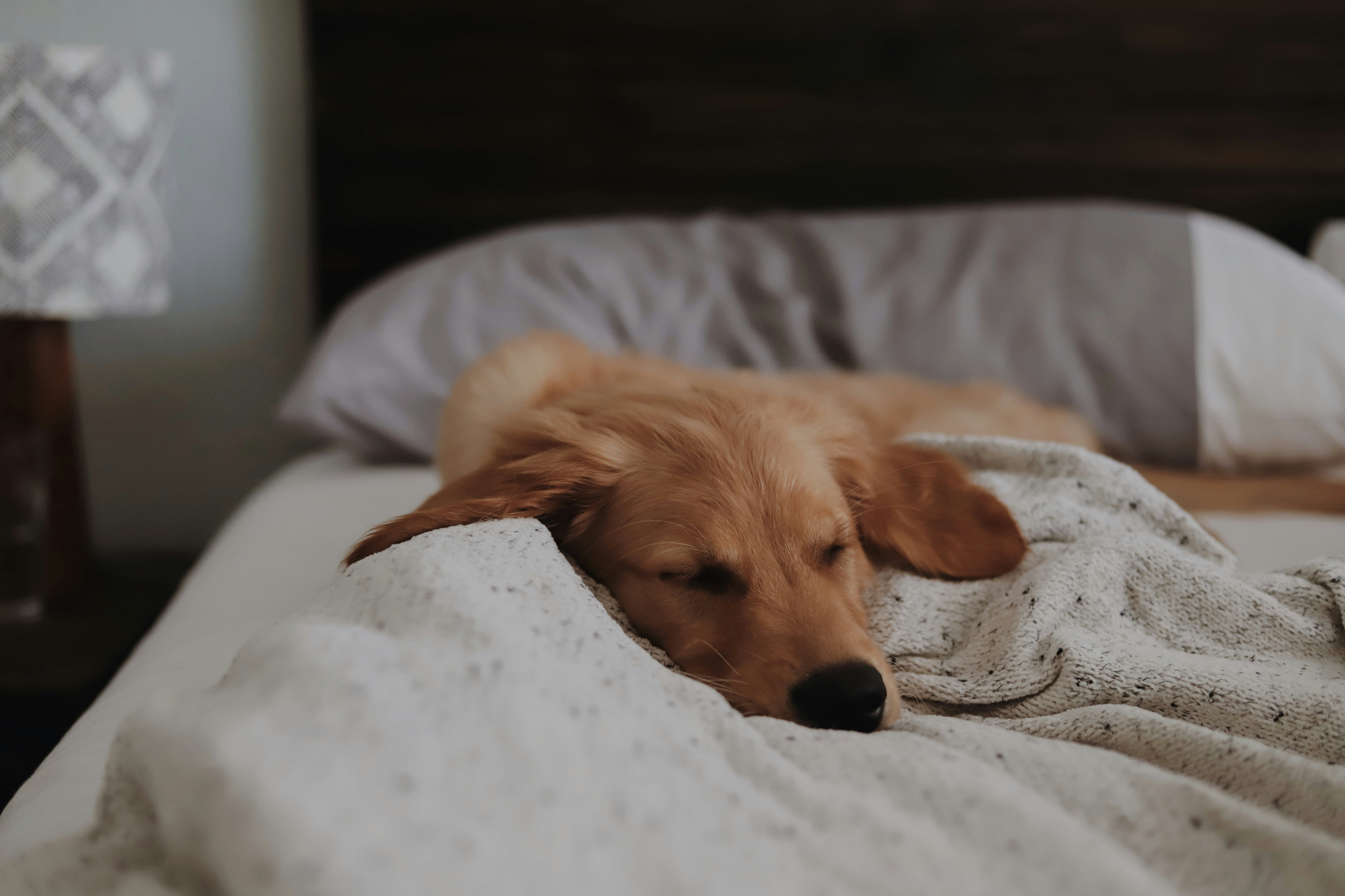 Créez un endroit confortable pour votre chien en hiver