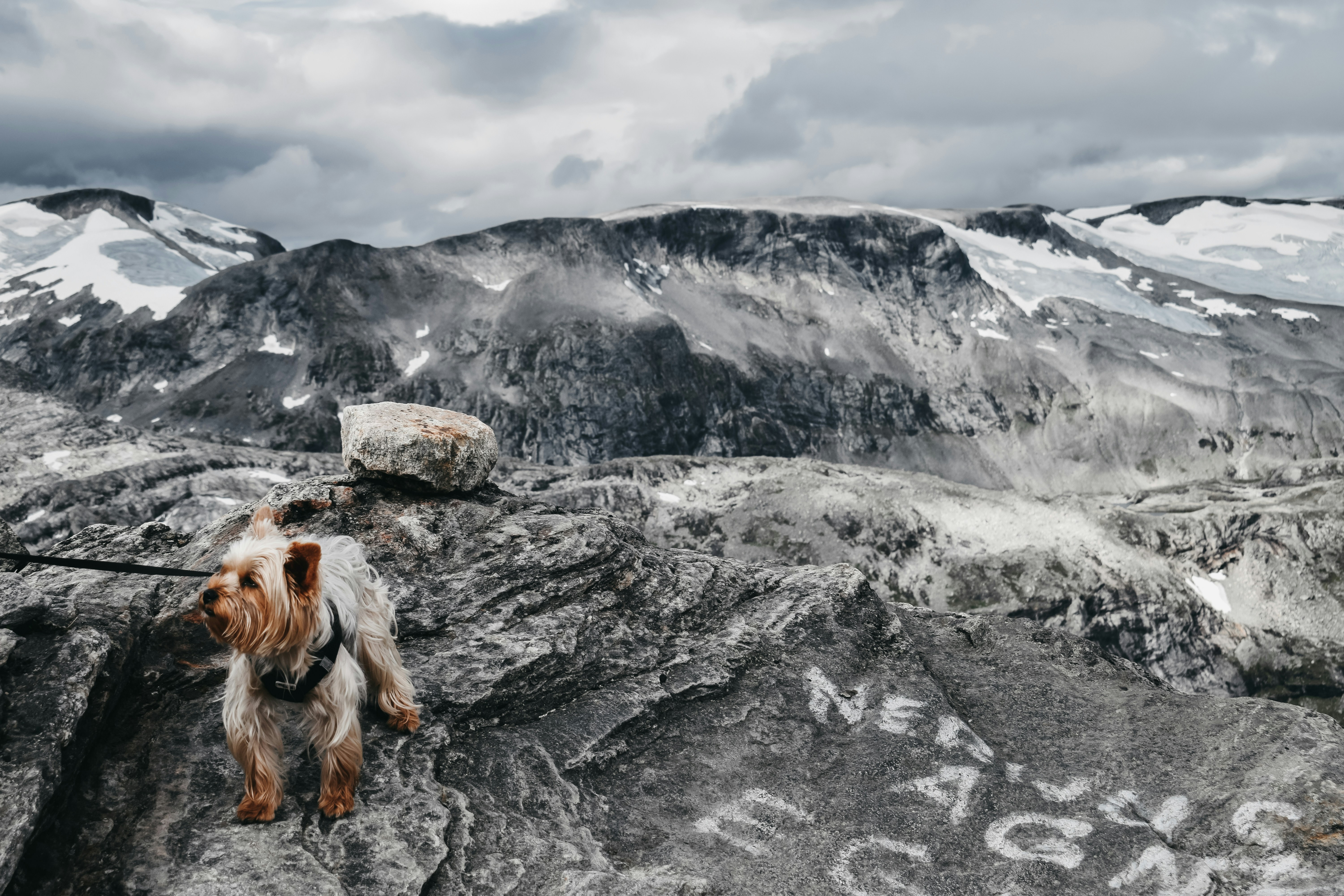 Créer une Liste de Souhaits pour Votre Chien : Des Aventures que Chaque Chien Mérite