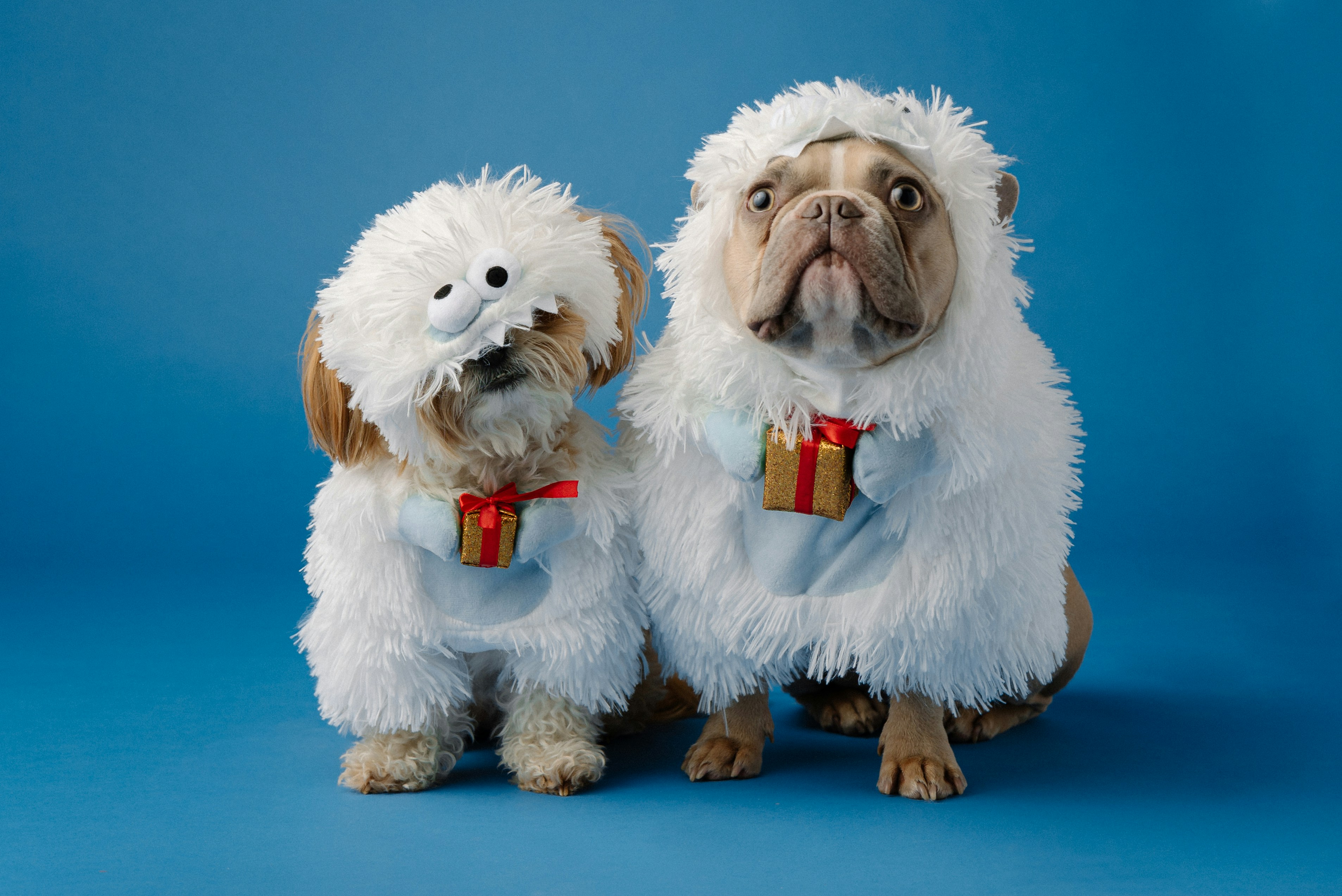 Les Meilleurs Cadeaux de Noël pour les Amoureux des Animaux