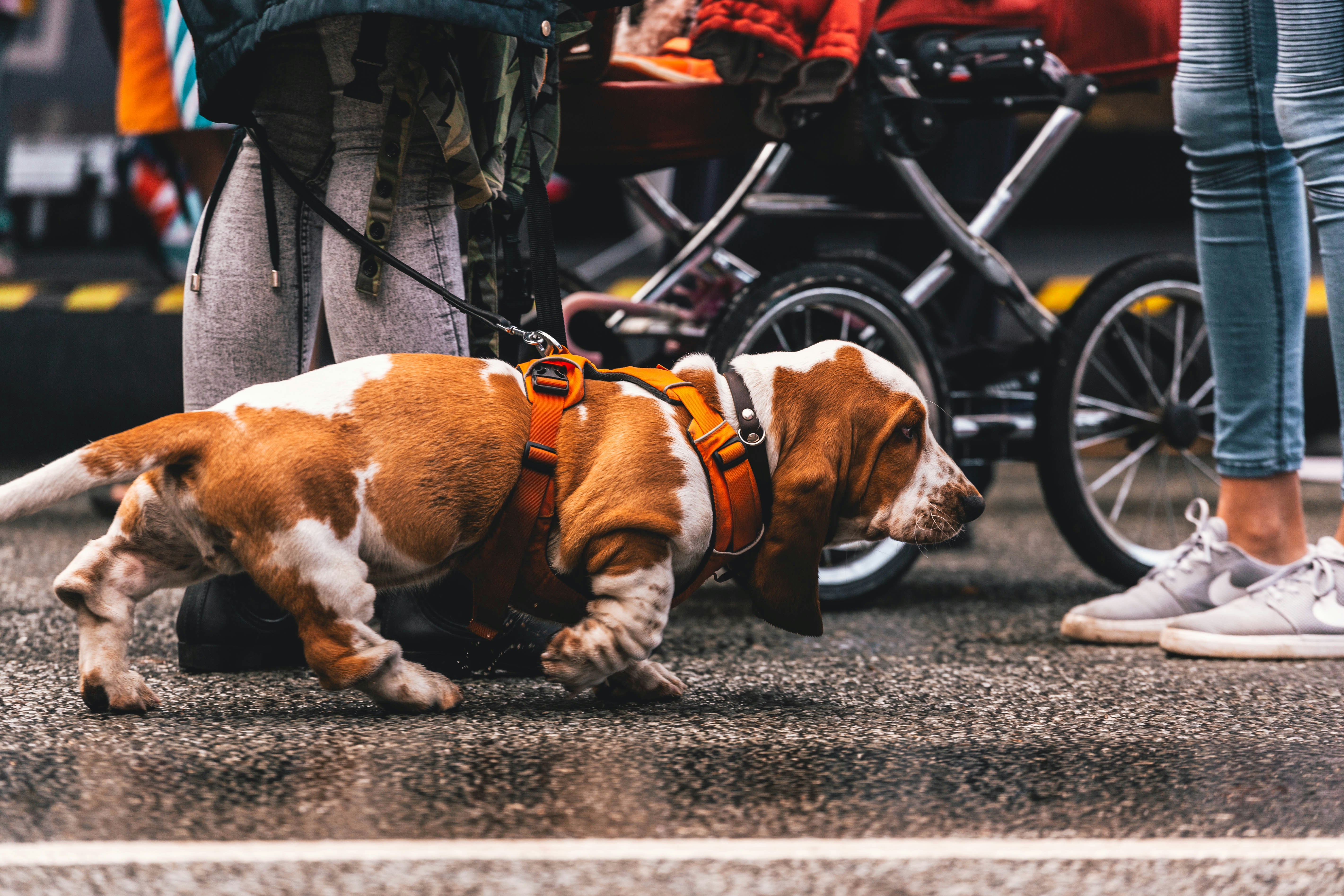 Comprendre le Langage Corporel des Chiens : Mieux Communiquer avec votre Compagnon