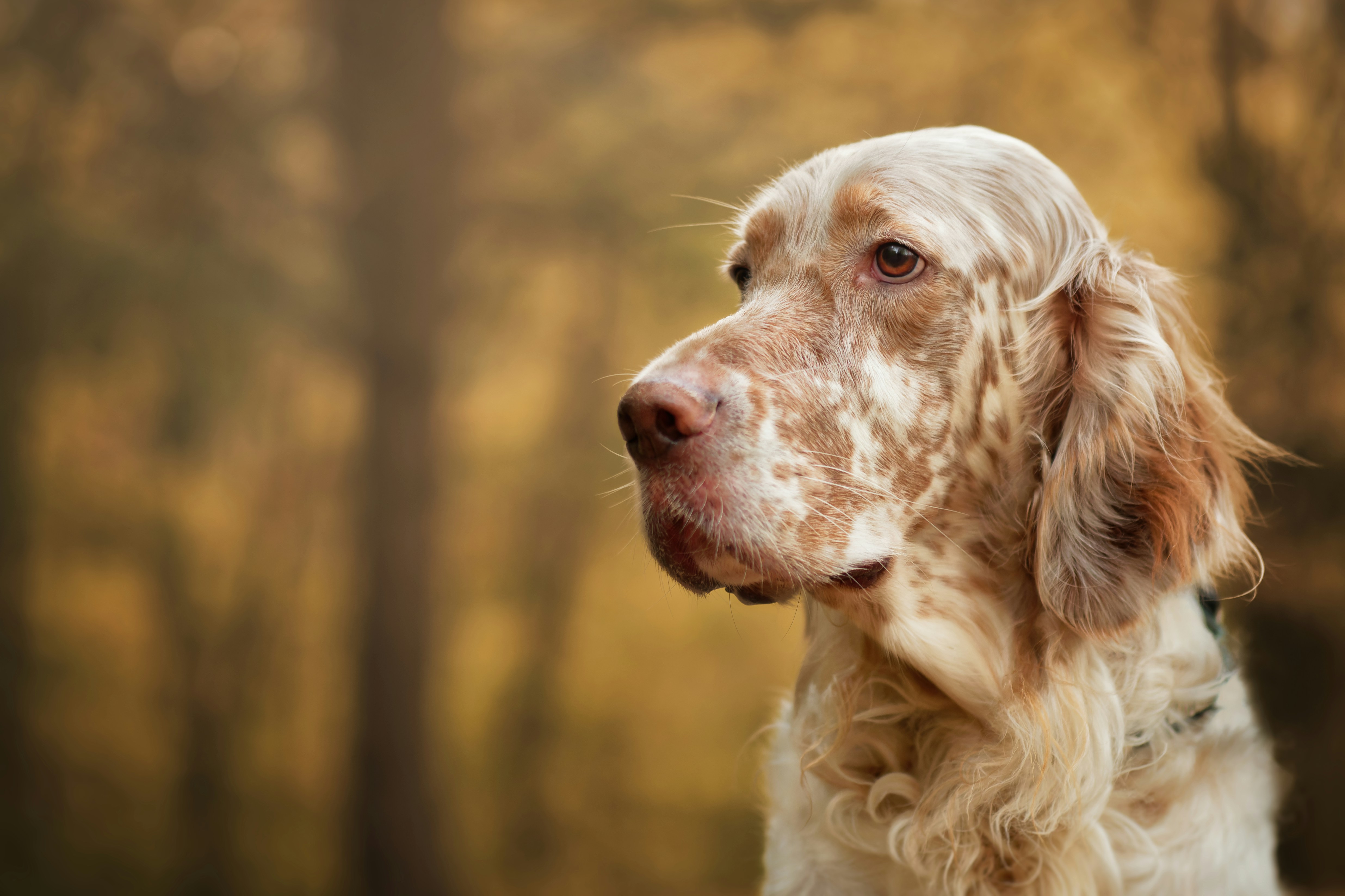 Setter Anglais : Le Chien de Chasse Élégant et Affectueux