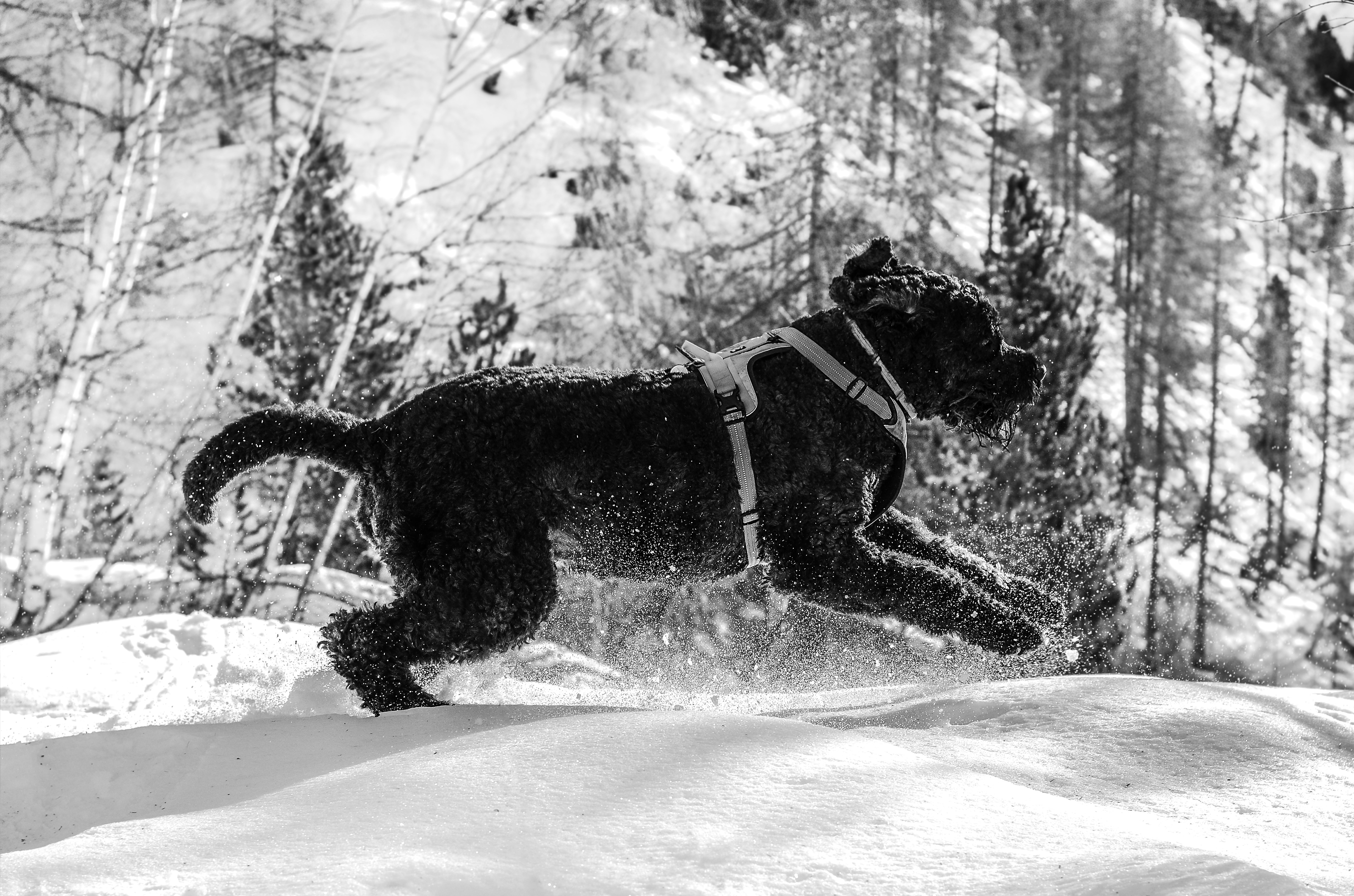 Le Bouvier des Flandres: Le Chien de Travail Fort au Cœur Doux