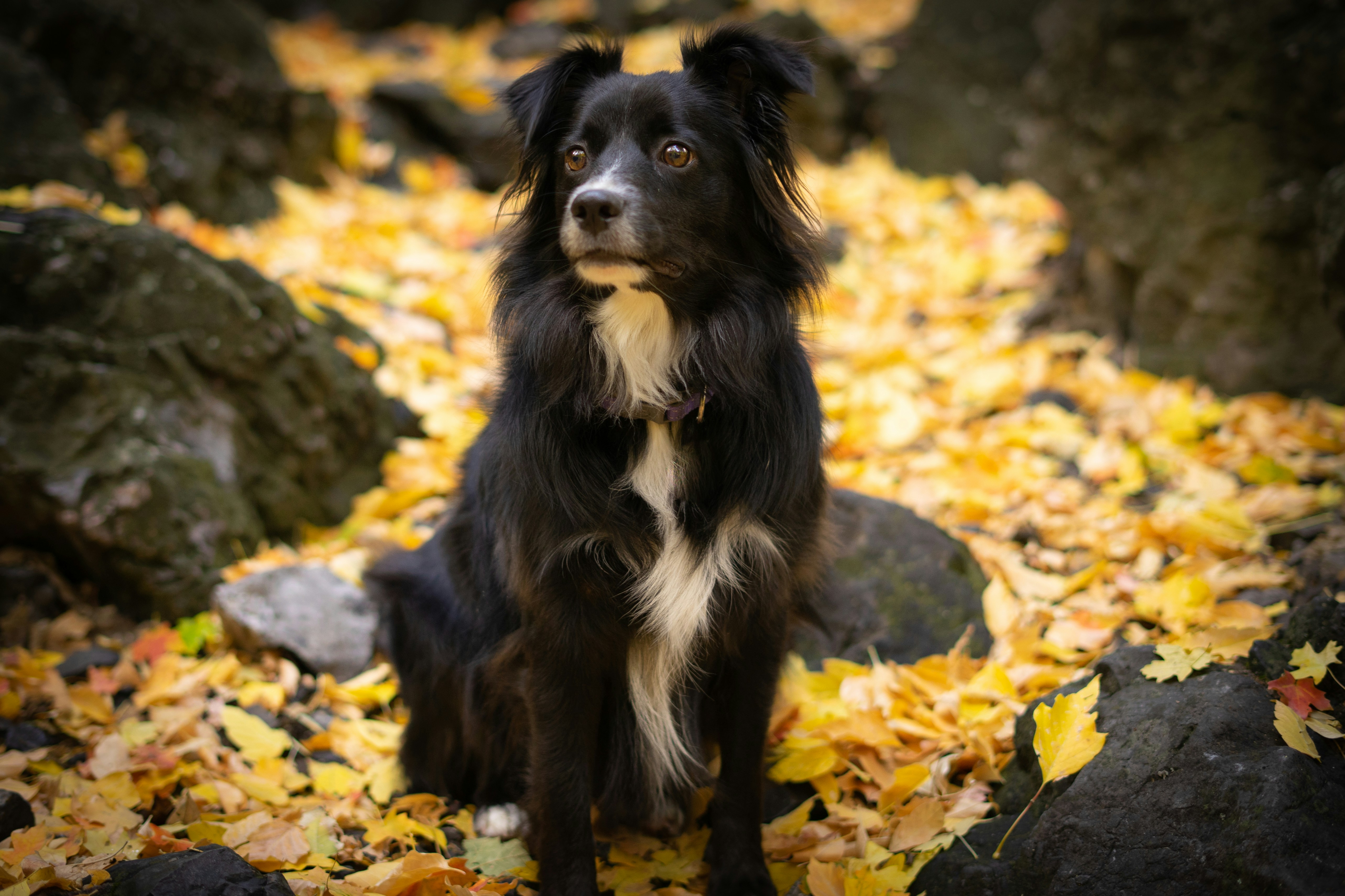 Le Plaisir de l’Hiver pour Votre Chien: L’Importance du Temps de Jeu en Hiver