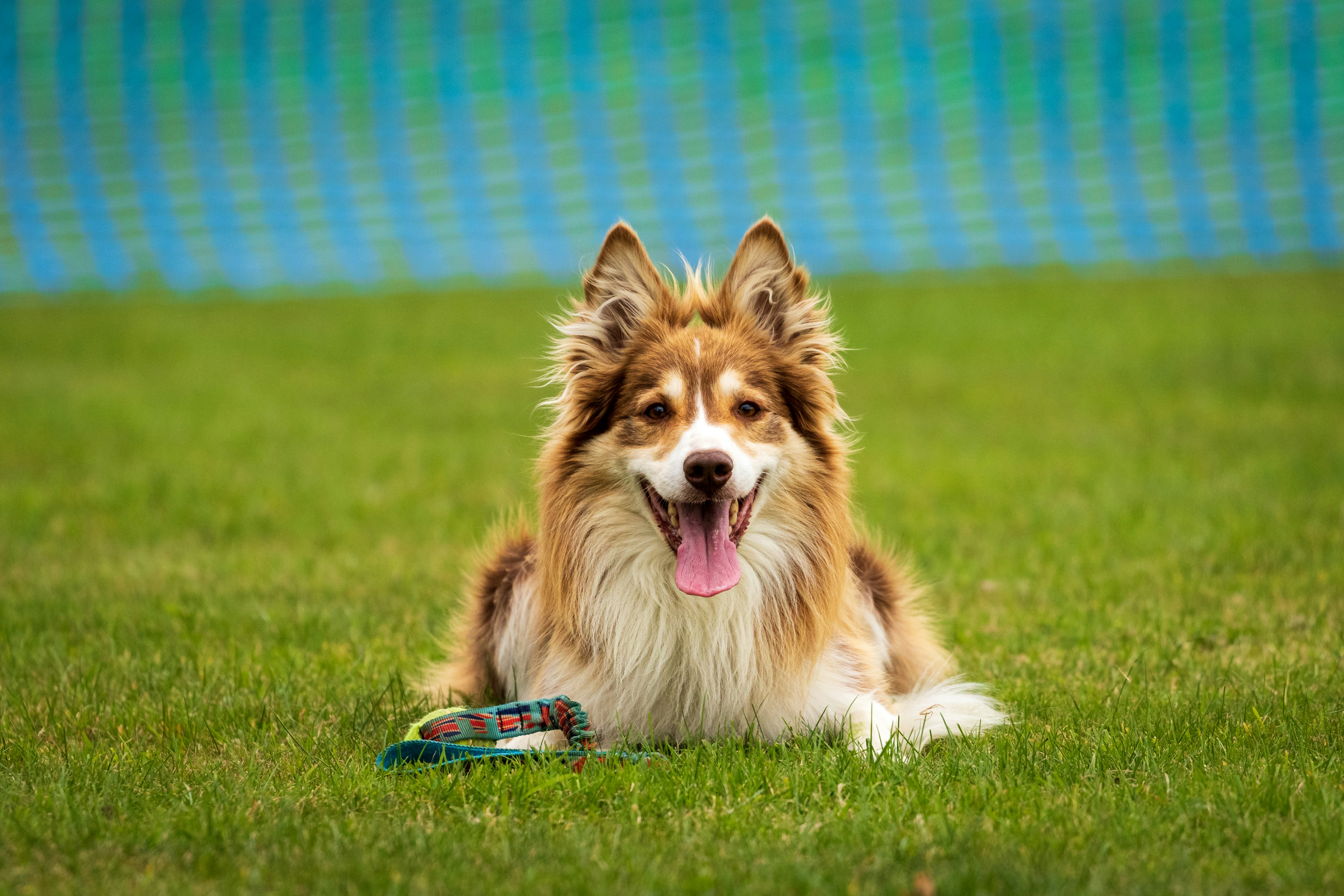 Comment Trouver un Bon Éducateur Canin