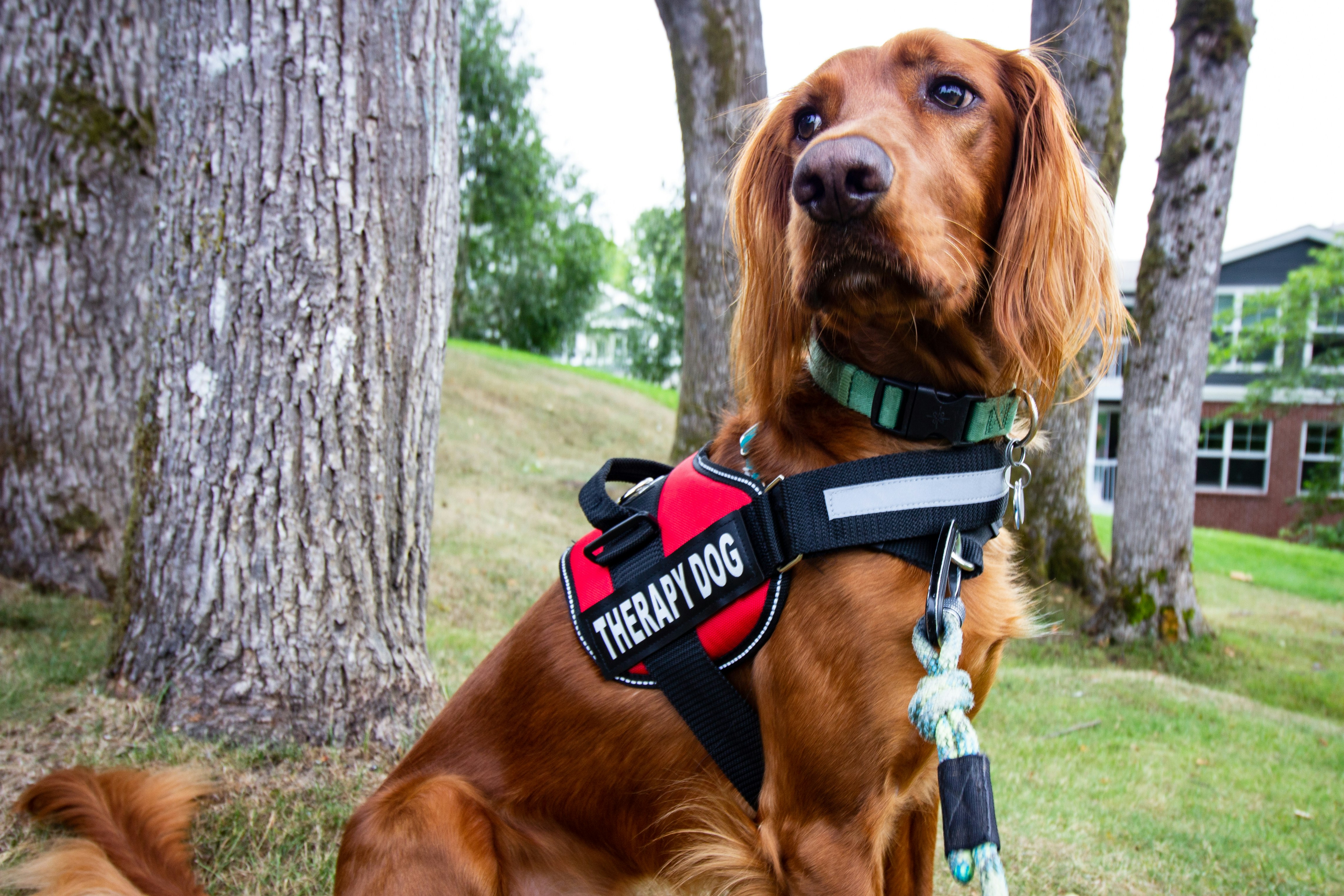 Le Rôle des Chiens dans la Thérapie : Soutien Émotionnel et Au-delà
